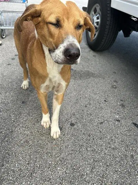 Unknown - Pit Bull Terrier