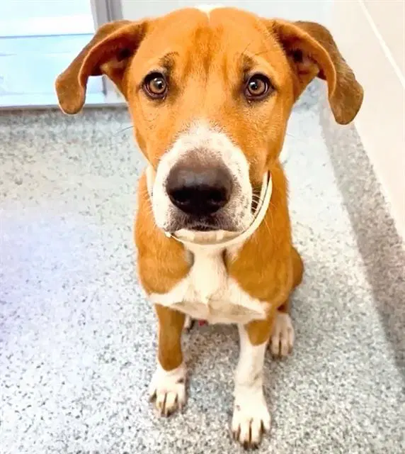 Jackson - Pit Bull Terrier