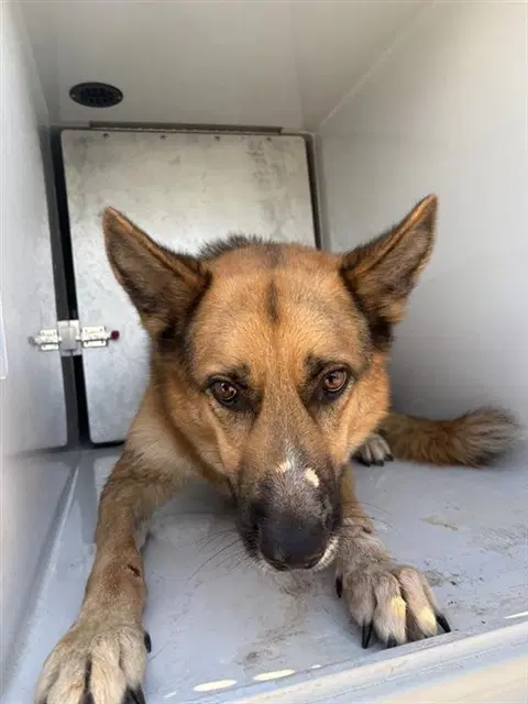 Kobe - German Shepherd Dog