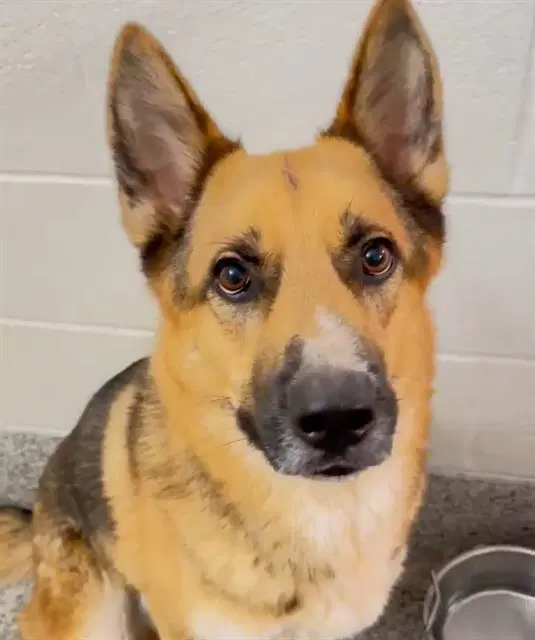Kobe - German Shepherd Dog