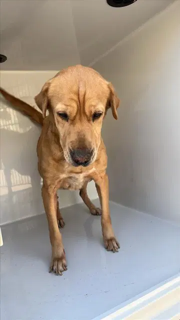 Unknown - Labrador Retriever