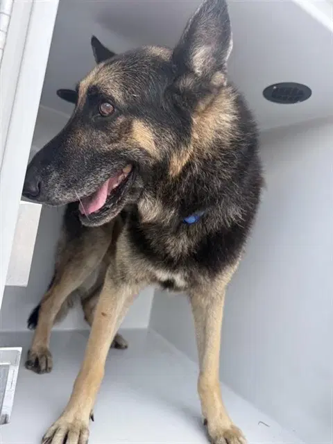 Unknown - German Shepherd Dog