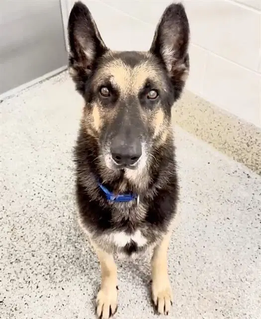 Gordo - German Shepherd Dog