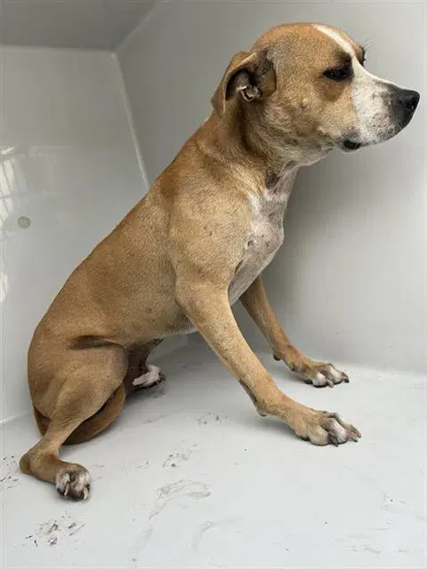 Unknown - Pit Bull Terrier