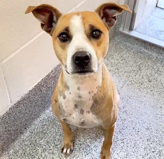 Chowder - Pit Bull Terrier
