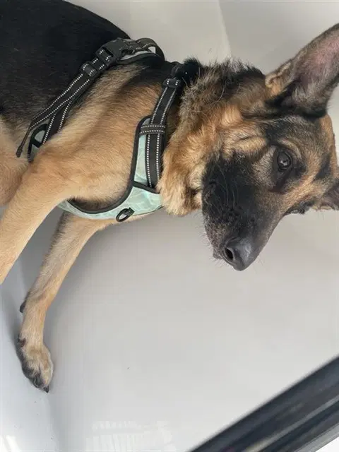 Unknown - German Shepherd Dog