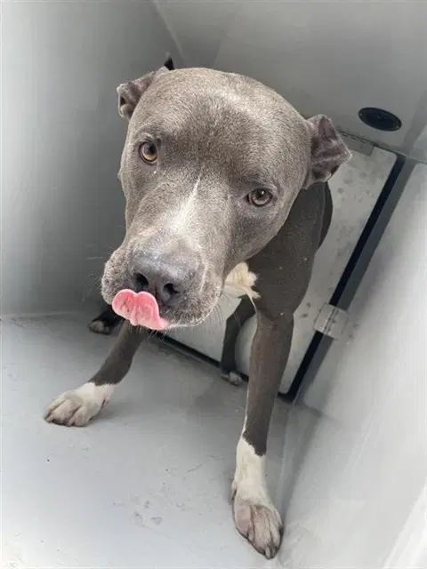 Unknown - American Pit Bull Terrier