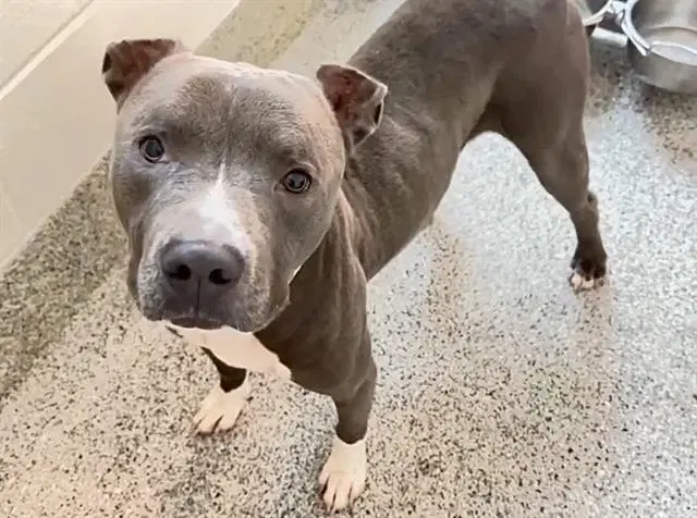 Leroy - American Pit Bull Terrier