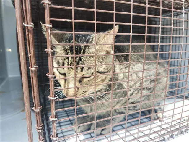 Unknown - Domestic Short Hair