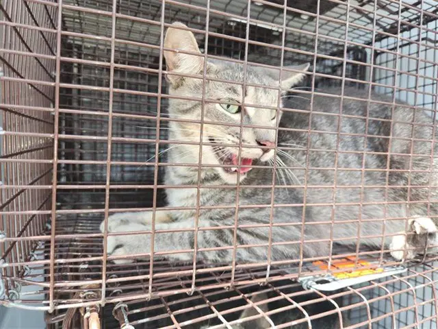 Unknown - Domestic Short Hair