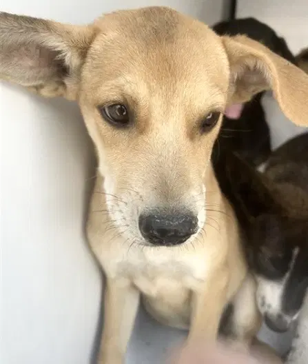 Unknown - German Shepherd Dog