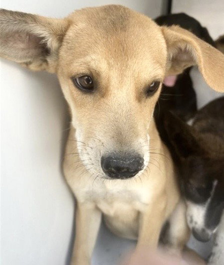 SKITTLES, a dog for adoption from Harris County Pets