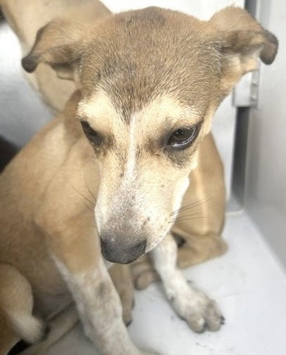 SAMANTHA, a dog for adoption from Harris County Pets