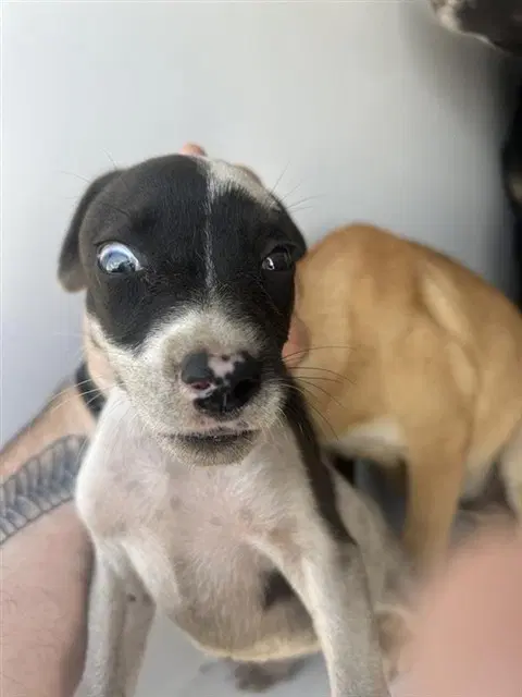 Unknown - Pit Bull Terrier