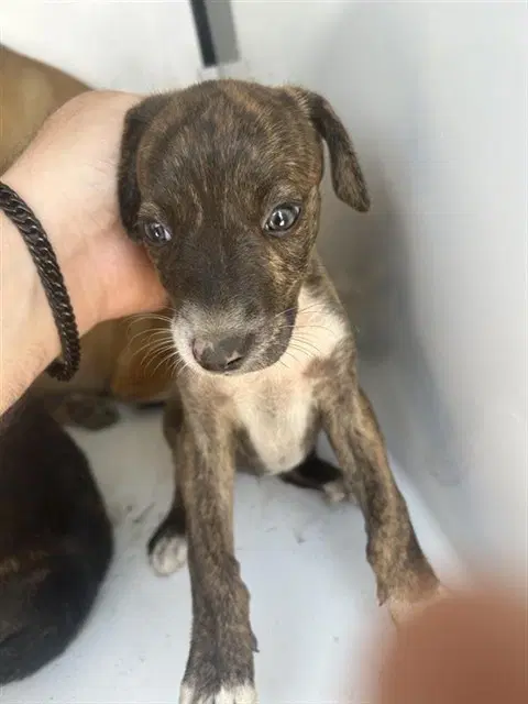Unknown - Pit Bull Terrier
