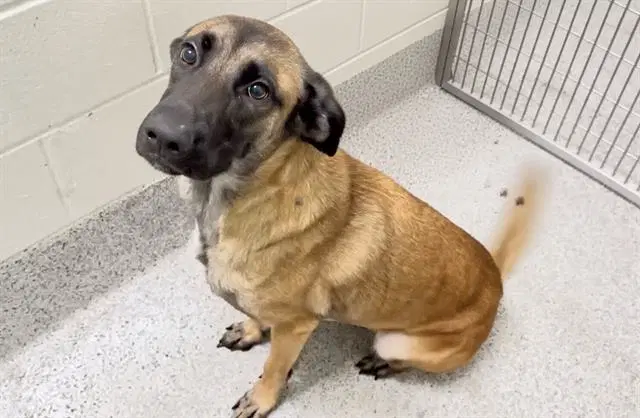 Unknown - German Shepherd Dog