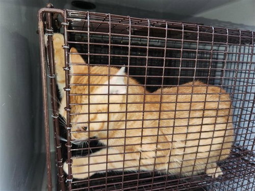SUNNIE, a cat for adoption from Harris County Pets