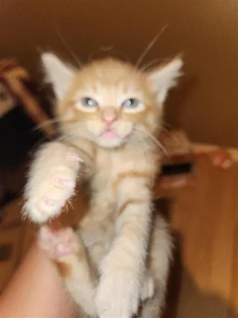 Unknown - Domestic Short Hair