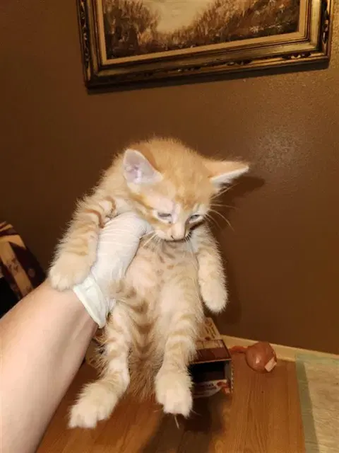 Unknown - Domestic Short Hair