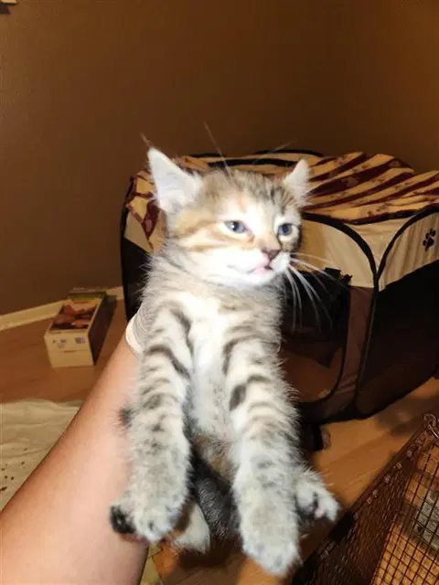 Unknown - Domestic Short Hair