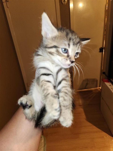 A661457, a cat for adoption from Harris County Pets