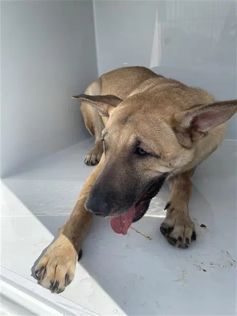 Unknown - German Shepherd Dog