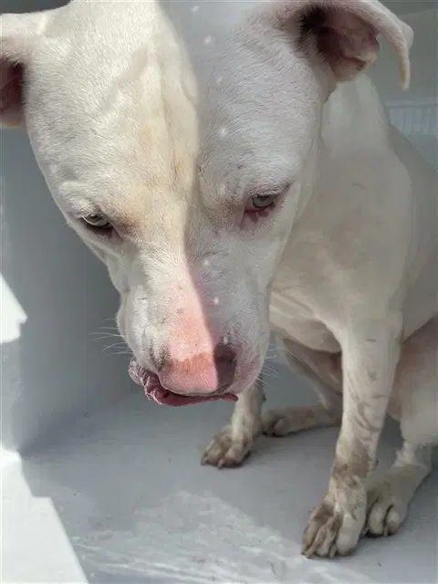 Unknown - Pit Bull Terrier