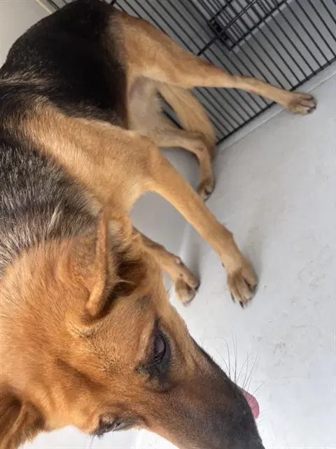 Unknown - German Shepherd Dog