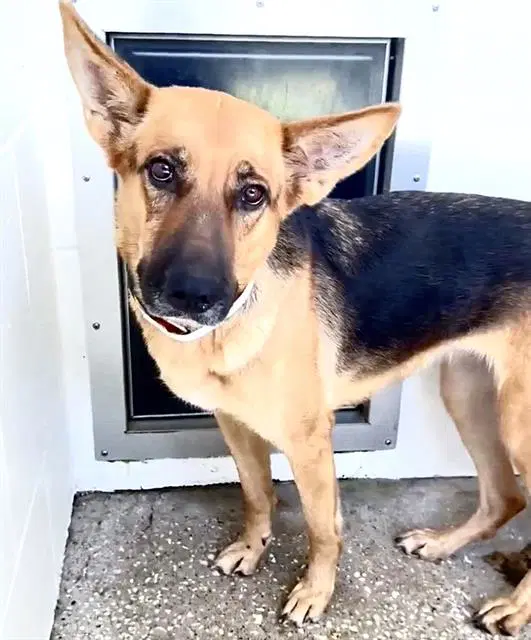 Unknown - German Shepherd Dog