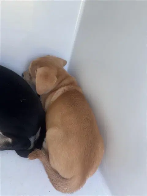 Unknown - Labrador Retriever