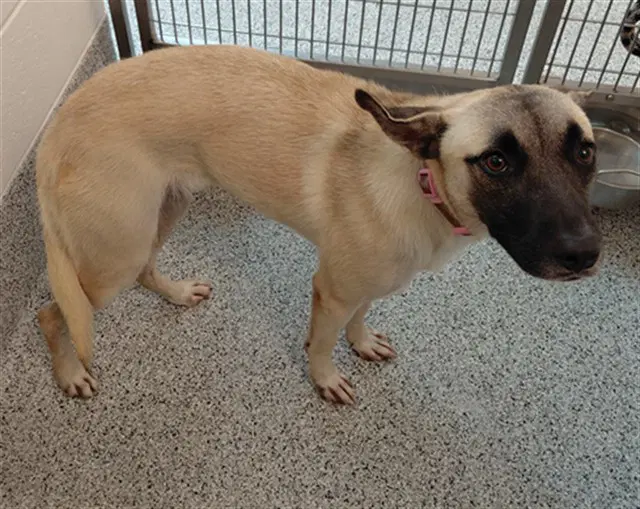 Rosie - German Shepherd Dog