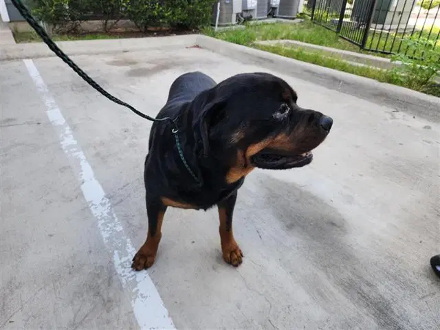 Unknown - Rottweiler