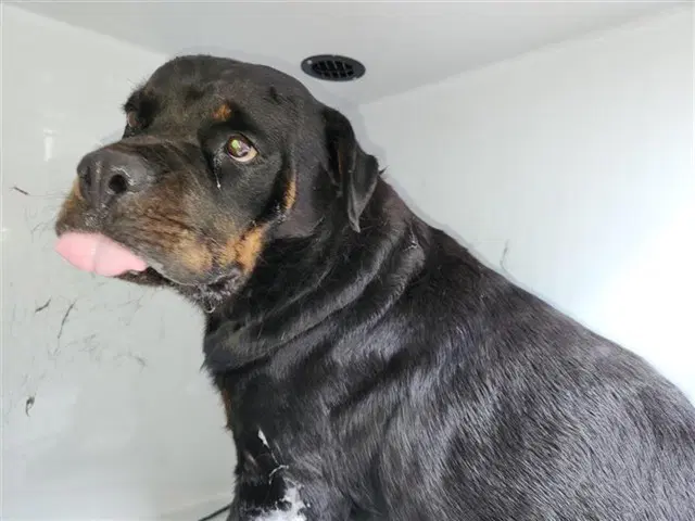 Unknown - Rottweiler