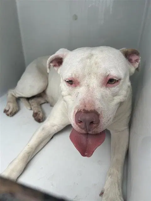 Unknown - American Pit Bull Terrier