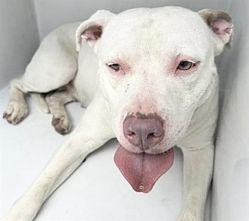 A661449, a dog for adoption from Harris County Pets