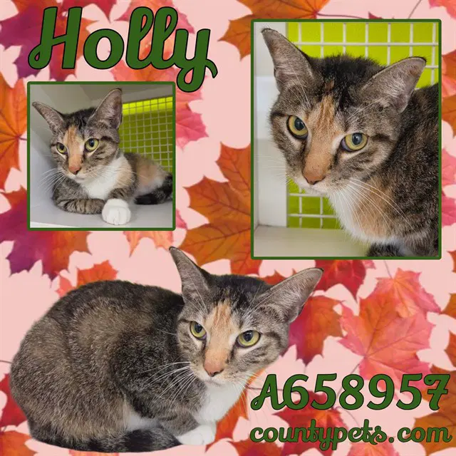 Holly - Domestic Short Hair