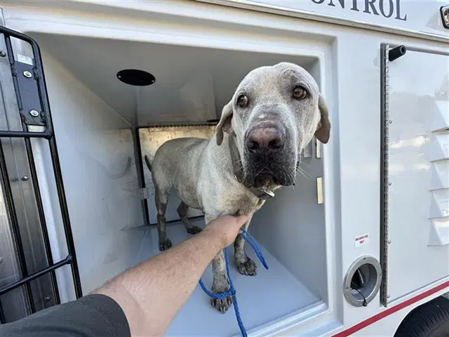 Unknown - Labrador Retriever