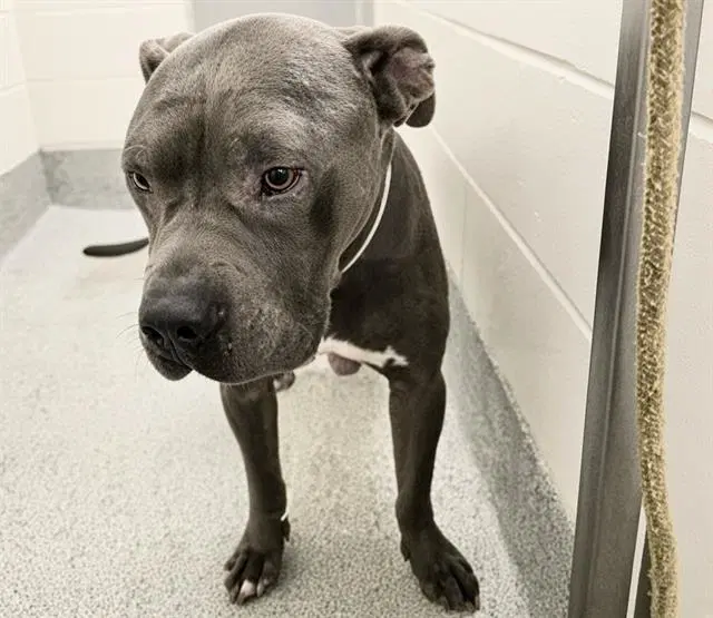 Trigger - American Pit Bull Terrier