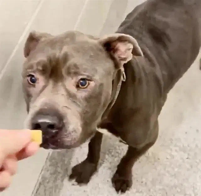 Trigger - American Pit Bull Terrier