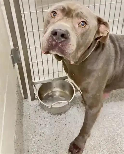 Trigger - American Pit Bull Terrier