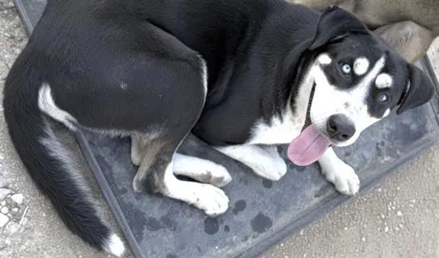 Unknown - Husky