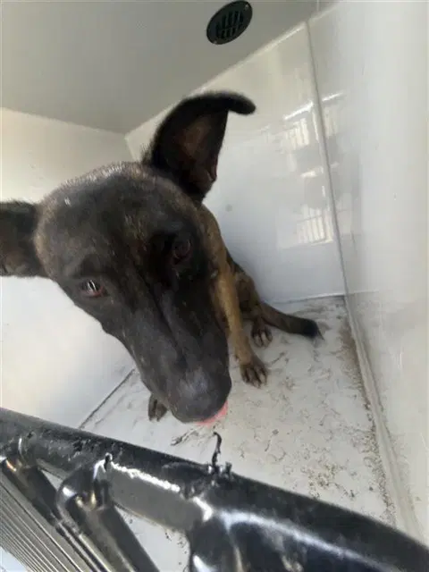 Unknown - Belgian Shepherd Malinois