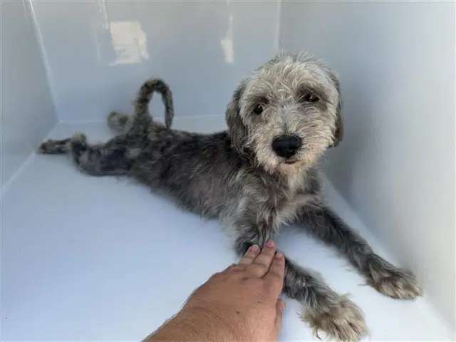 Unknown - Miniature Schnauzer