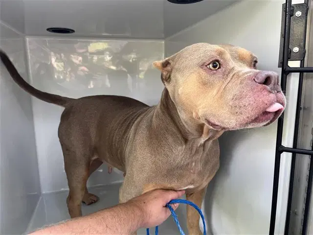 Unknown - American Pit Bull Terrier