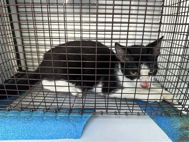 Unknown - Domestic Short Hair