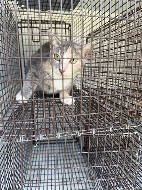 Unknown - Domestic Short Hair