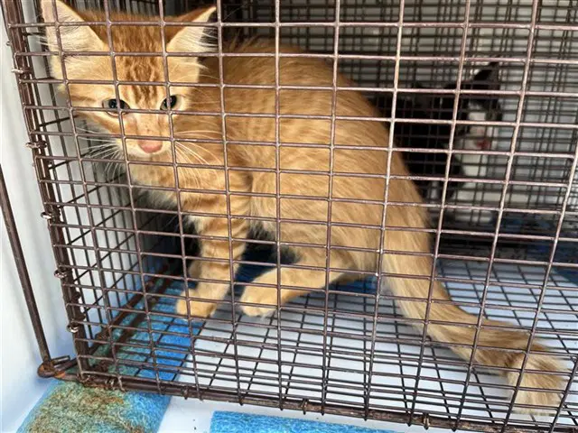Unknown - Domestic Medium Hair