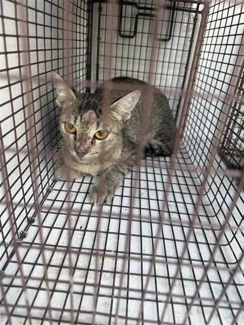 Unknown - Domestic Short Hair