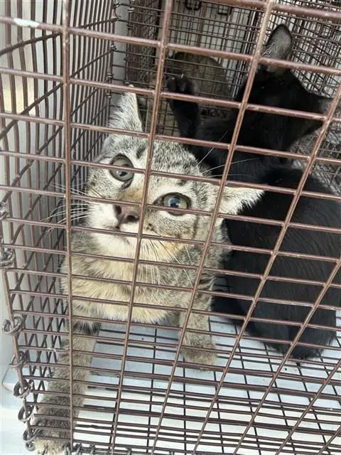 Unknown - Domestic Short Hair