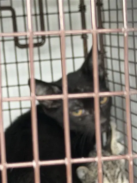 Unknown - Domestic Short Hair